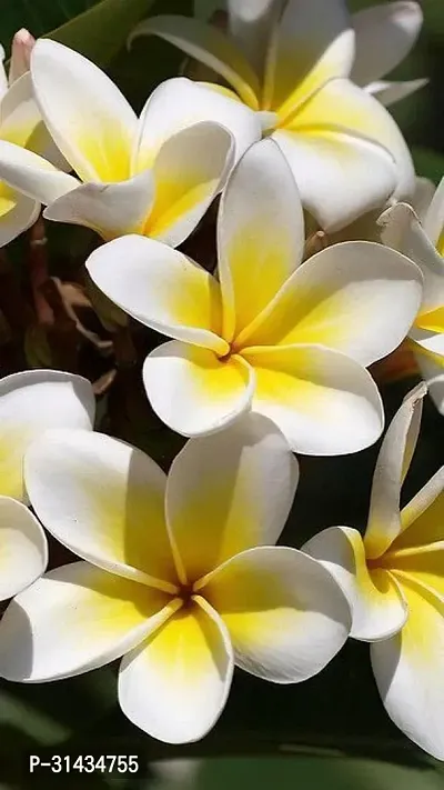 Natural Plumeria Plant-thumb4