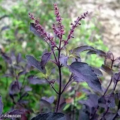 Tulsi Plant