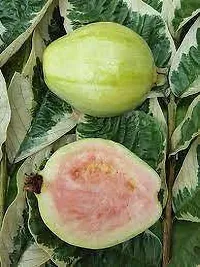 Natural Guava Plant-thumb2