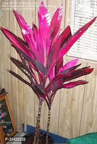 Natural Cordyline Plant