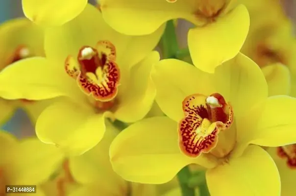 Natural Orchid Plant With Pot