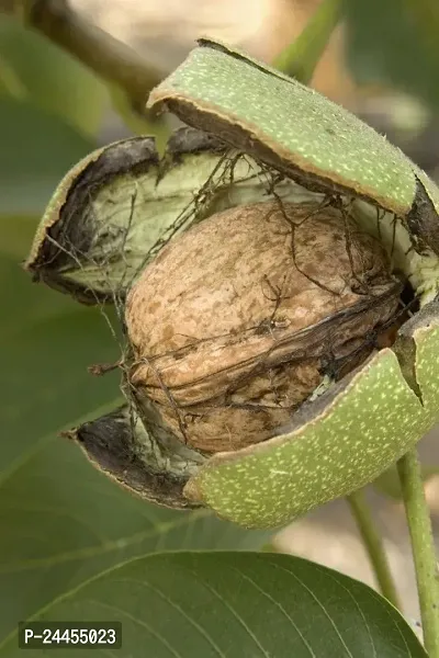 Natural Walnut Plant-thumb2