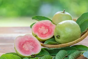 Natural Guava Plant-thumb1