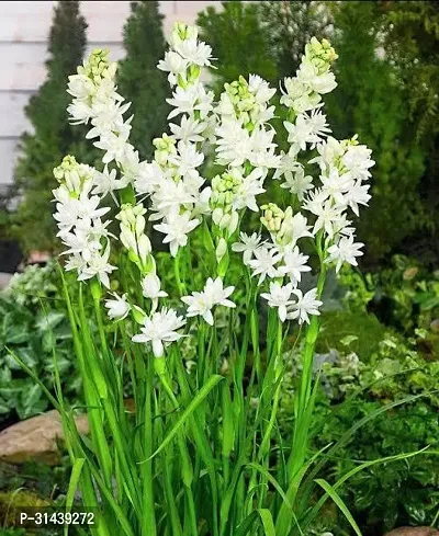 Natural Tuberose/Rajnigandha Plant-thumb0