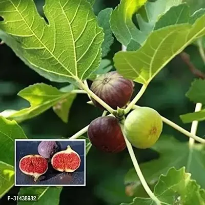 Natural Gular/Cluster Fig Plant-thumb0