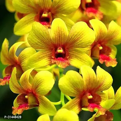 Natural Orchid Plant