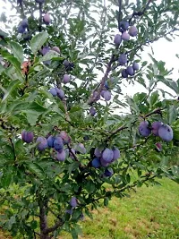 Natural Aloo Bukhara - Plum Plant-thumb3