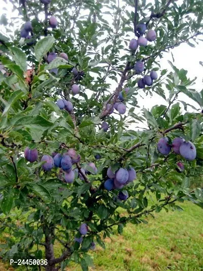 Natural Aloo Bukhara - Plum Plant-thumb4