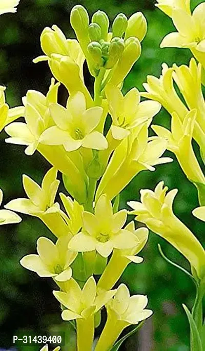 Natural Tuberose/Rajnigandha Plant-thumb0