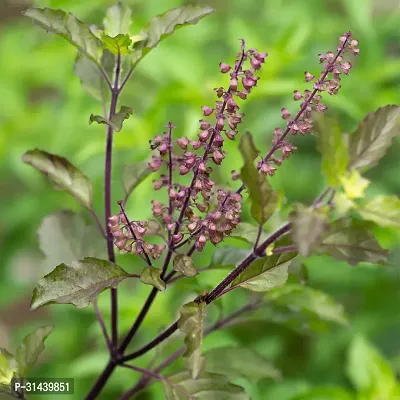 Natural Tulsi Plant With Pot-thumb2