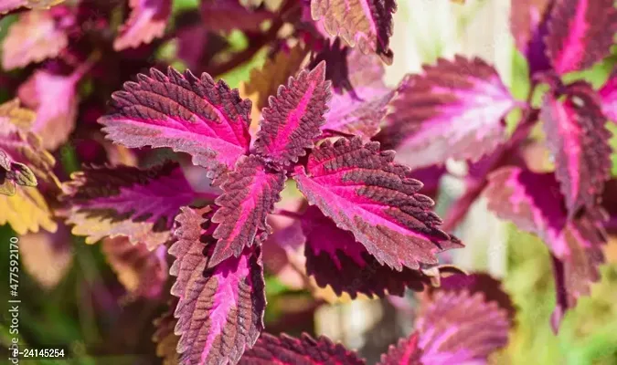 Coleus Plant