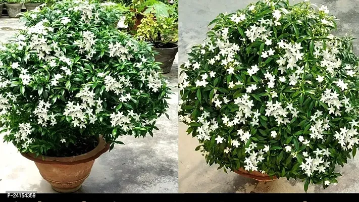 Chandini Flowering Plant