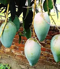 Natural Mango Plant-thumb1