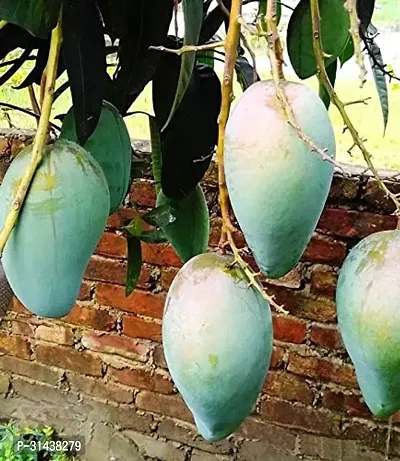 Natural Mango Plant-thumb2