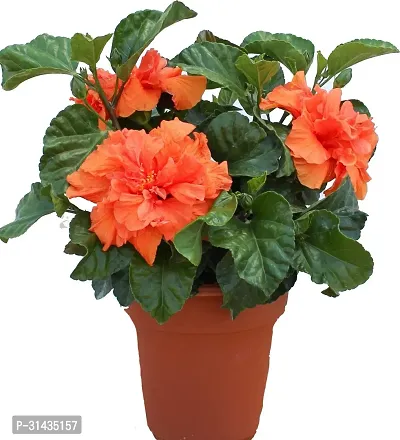 Natural Hibiscus Plant With Pot-thumb0