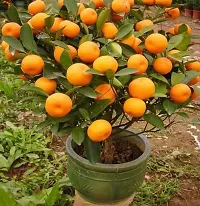 Natural Orange Plant-thumb3