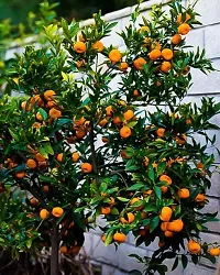 Natural Orange Plant-thumb1