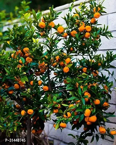 Natural Orange Plant-thumb2