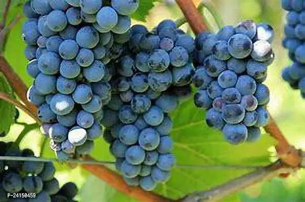 Grapes Plant