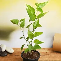 Natural Shahtoot/Mulberry Plant-thumb1