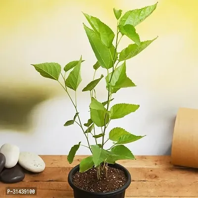 Natural Shahtoot/Mulberry Plant-thumb2