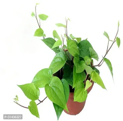 Natural Betel Leaf Plant