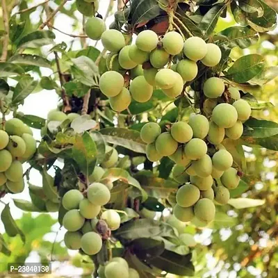 Natural Mango Fruit Indoor  Outdoor Plant With Plastic Bagnbsp;