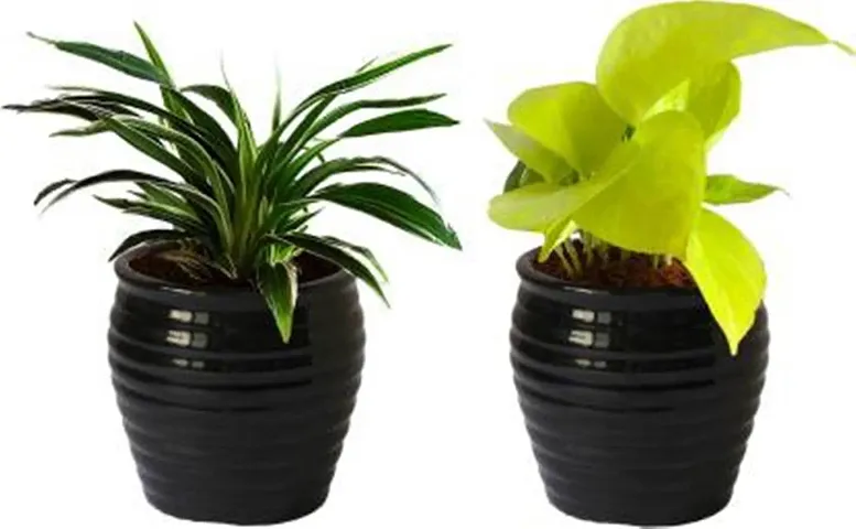 Must Have Plant & Planters 