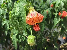 Natural Hibiscus Plant-thumb4