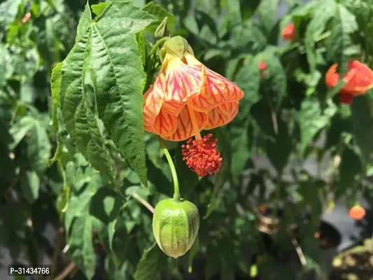 Natural Hibiscus Plant-thumb5