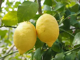 Natural Lemon Plant-thumb1