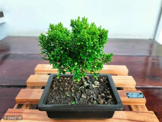 Natural Madhu Kamini Plant-thumb3