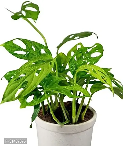 Natural Philodendron Plant-thumb0