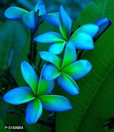 Natural Plumeria Plant