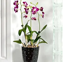 Natural Orchid Plant-thumb1