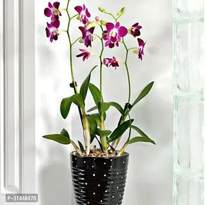 Natural Orchid Plant-thumb2