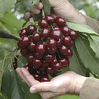 Natural Cherry Fruit Plant-thumb3