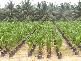 Natural Coconut Plant-thumb3