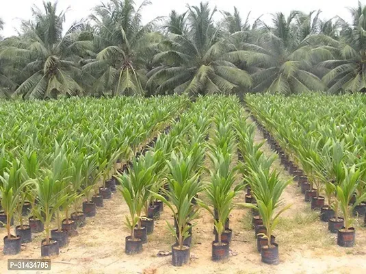 Natural Coconut Plant-thumb4