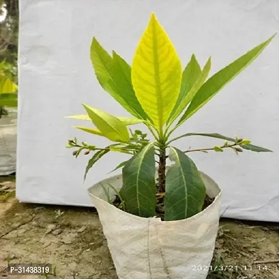 Natural Rudraksh Live Plant-thumb0