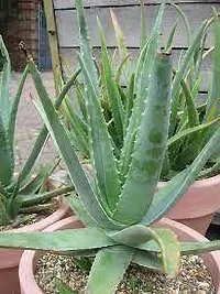 Natural Aloe Vera Plant-thumb2