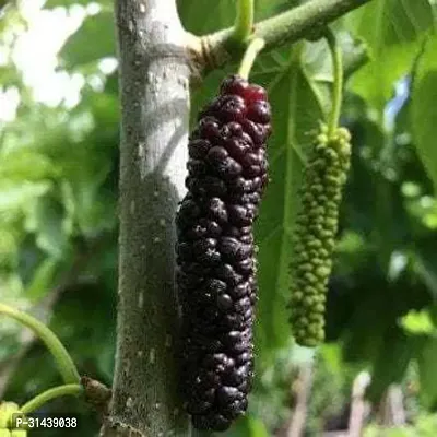 Natural Shahtoot/Mulberry Plant-thumb0