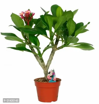 Natural Plumeria Plant-thumb0