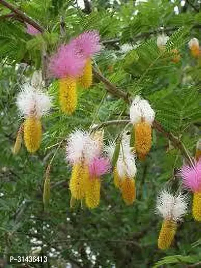 Natural Shami/Jand Plant