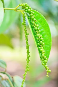 Natural Black Pepper Plant-thumb1