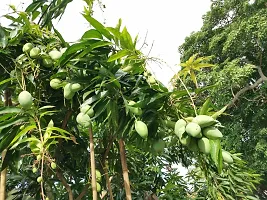 Natural Mango Plant-thumb1