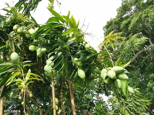 Natural Mango Plant-thumb2