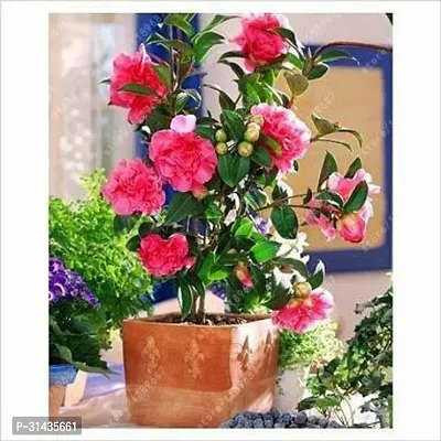 Natural Rose Plant-thumb0