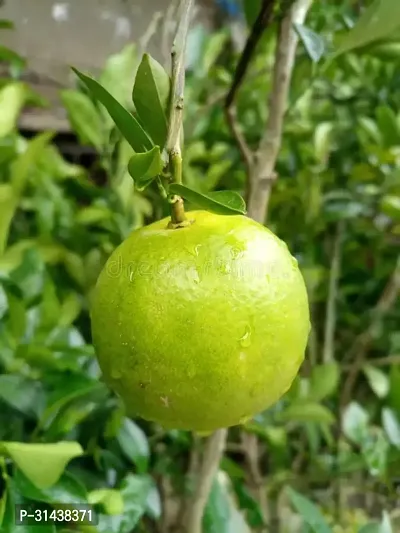 Natural Lemon Plant-thumb0