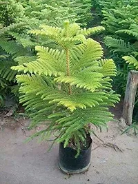 Natural Christmas Tree Plant-thumb3